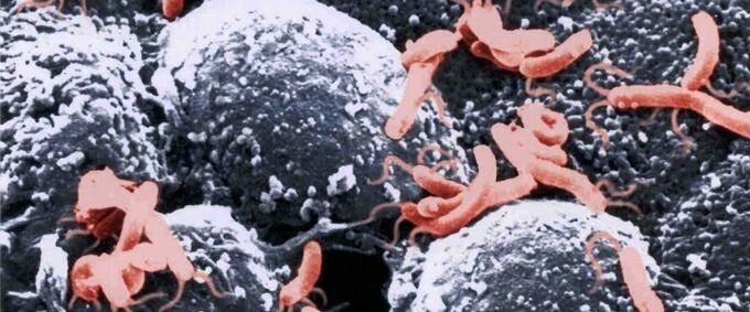 Causas y síntomas de la gastritis viral