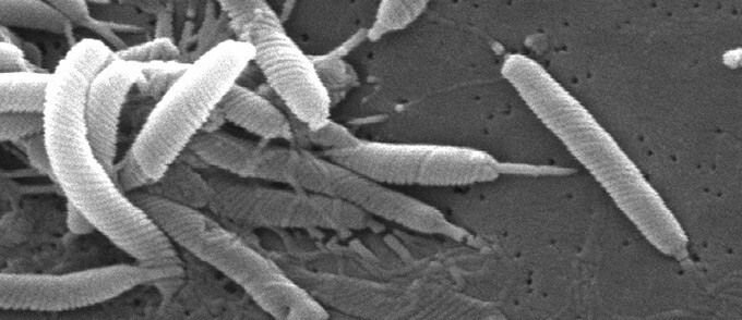 Tratamiento de la gastritis crónica